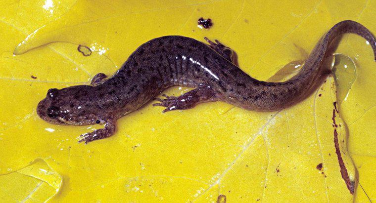 ¿Qué es una salamandra oscura?