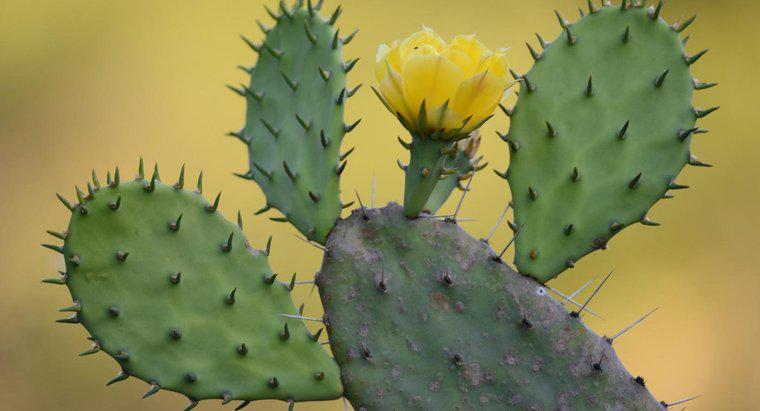 ¿Cómo se adapta el cactus de pera espinosa a la vida del desierto?