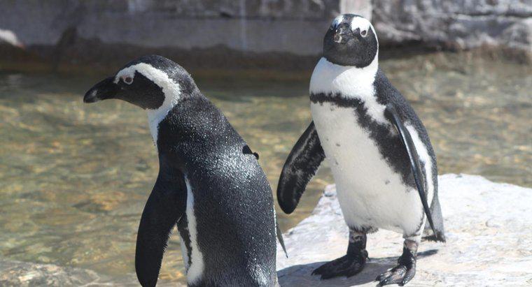 ¿Cuánto tiempo pueden permanecer los pingüinos bajo el agua?