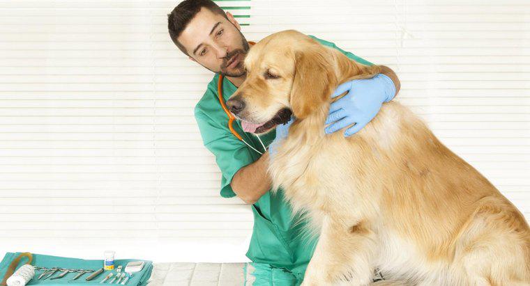 ¿Con qué frecuencia los perros necesitan vacunas contra la rabia en Nueva York?