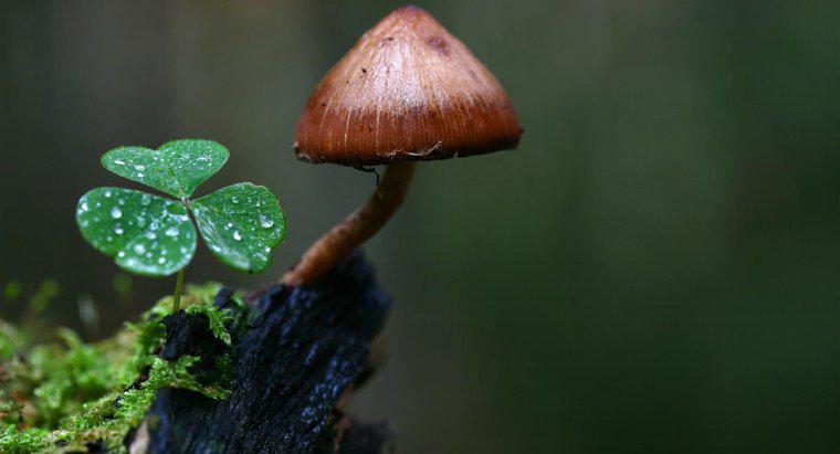 ¿Cómo se adaptan los hongos a su ambiente?
