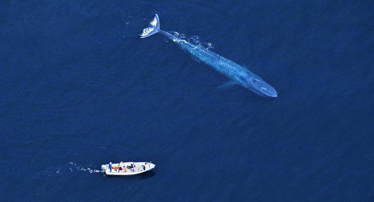 ¿Por qué la gente mata a las ballenas azules?
