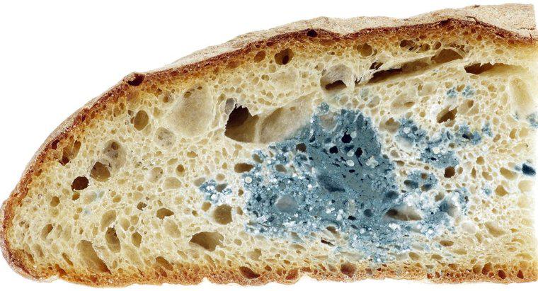 ¿Qué tipo de moldes de pan es el más rápido?