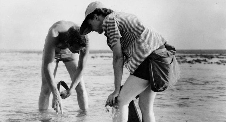¿Cuáles eran los nombres de los hermanos de Rachel Carson?
