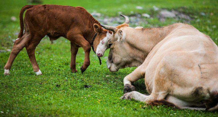 ¿Cuánto tiempo tarda una vaca en tener un ternero una vez embarazada?