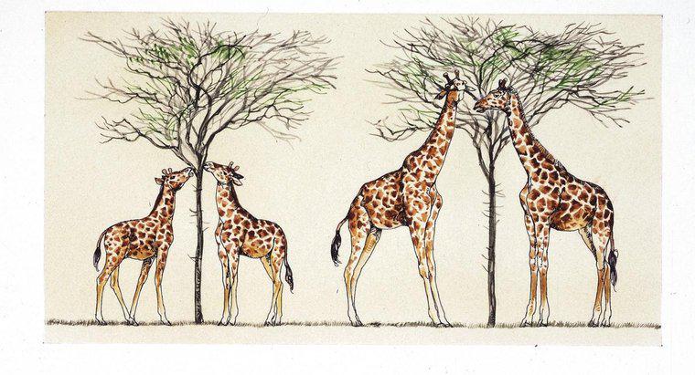 ¿Cómo explicó Lamarck por qué las jirafas tienen cuellos largos?