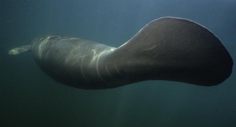 ¿Cuál es la diferencia entre un dugong y un manatí?
