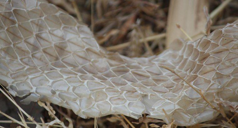 ¿Con qué frecuencia las serpientes derraman su piel?
