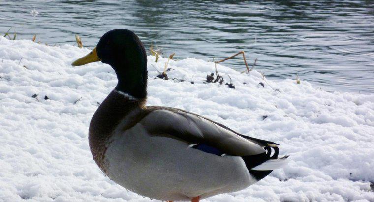 ¿Pueden los patos sobrevivir al invierno?