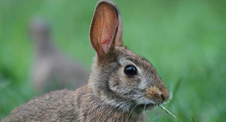 ¿Qué animal come conejos?