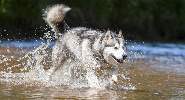 ¿Cuáles son algunas razas de perros que parecen huskies?