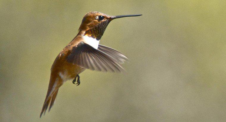 ¿Dónde viven los colibríes?