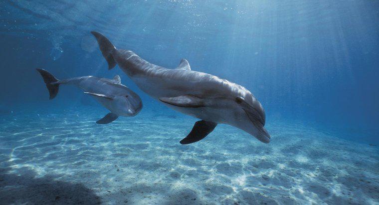 ¿Cuánto tiempo pueden contener el aliento los delfines?