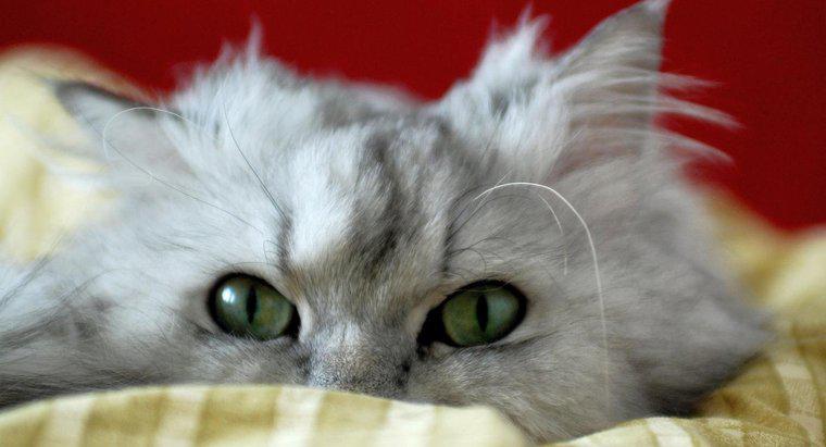 ¿Cuál es el promedio de vida de un gato persa?