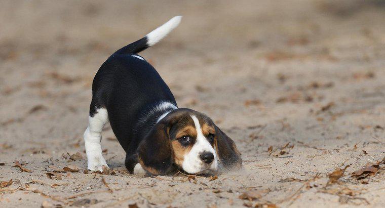 ¿Cuánto pesan los beagles?