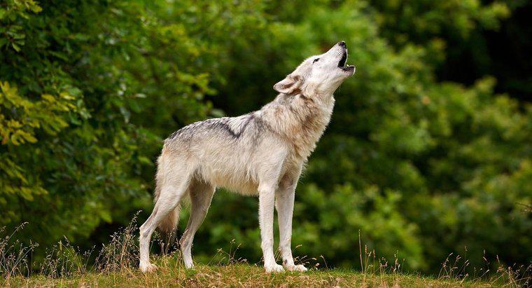 ¿Cuánto tiempo viven los lobos?