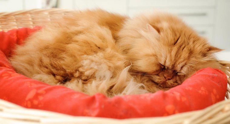 ¿Qué es un gato persa naranja?