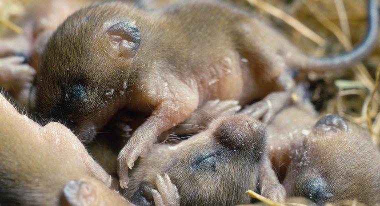 ¿Con qué frecuencia los ratones tienen bebés?