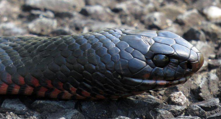 ¿Qué es una serpiente negra de vientre rojo?