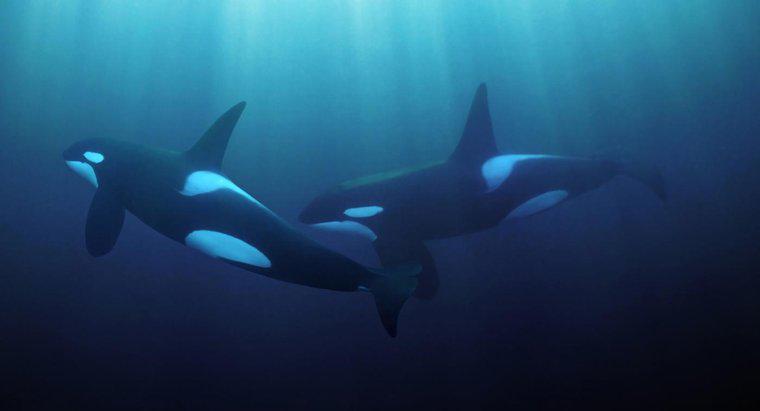 ¿En qué zona del océano viven las ballenas asesinas?