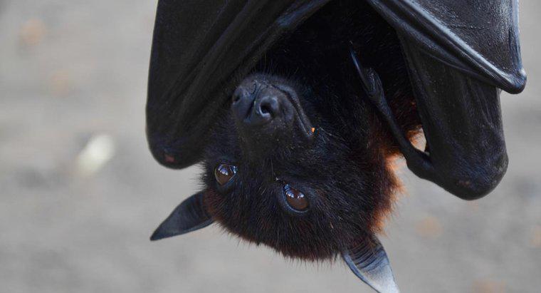 ¿Cómo mantener alejados a los murciélagos?
