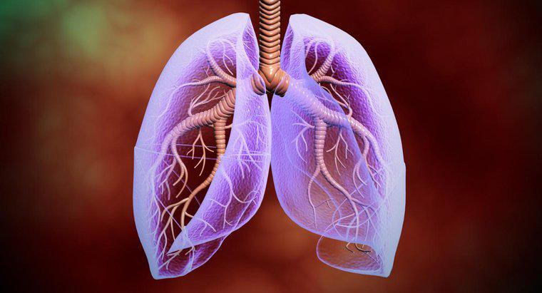 ¿Dónde están los pulmones ubicados en el cuerpo humano?