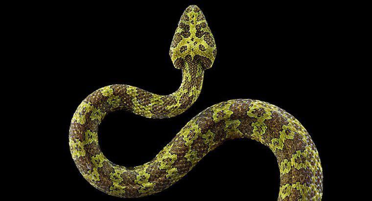 ¿Qué tan grande puede crecer una serpiente?