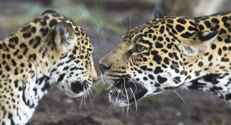 ¿Cómo se comunican los jaguares?