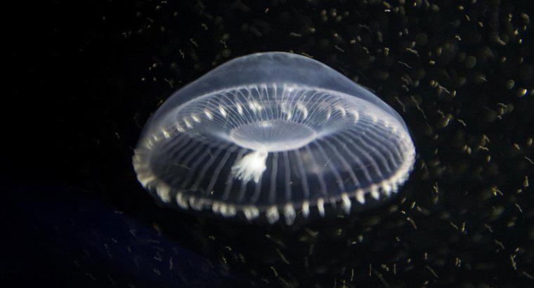 ¿Cómo respiran las medusas?