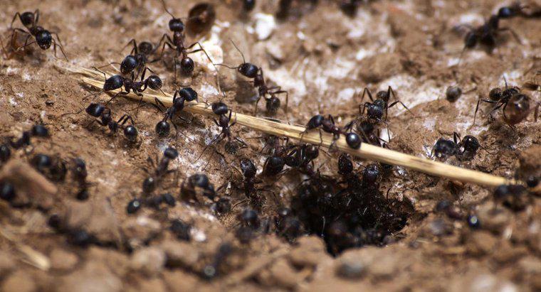 ¿Cuáles son los signos de una infestación de hormigas carpinteras?