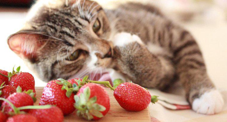 ¿Qué es el único gusto que los gatos no pueden experimentar?