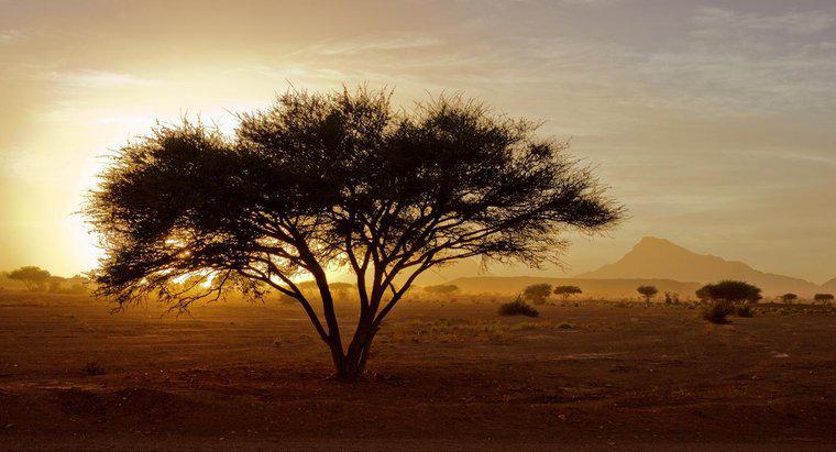 ¿Qué porcentaje de África es el desierto?