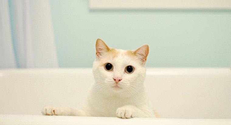 ¿Los gatos necesitan baños?
