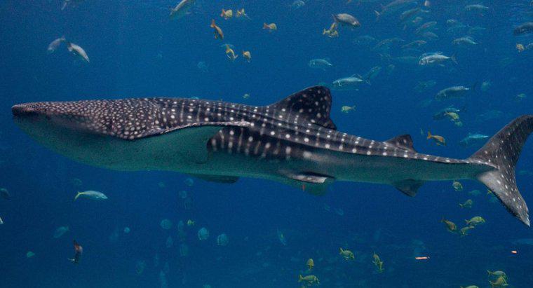 ¿Cuál fue el tiburón más grande jamás encontrado?