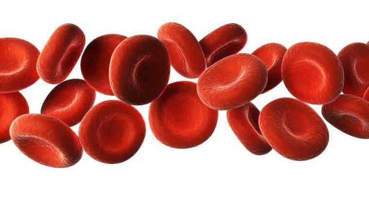 ¿Qué son las seis sustancias transportadas por la sangre?