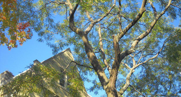 ¿Cómo se puede identificar un árbol de langosta?