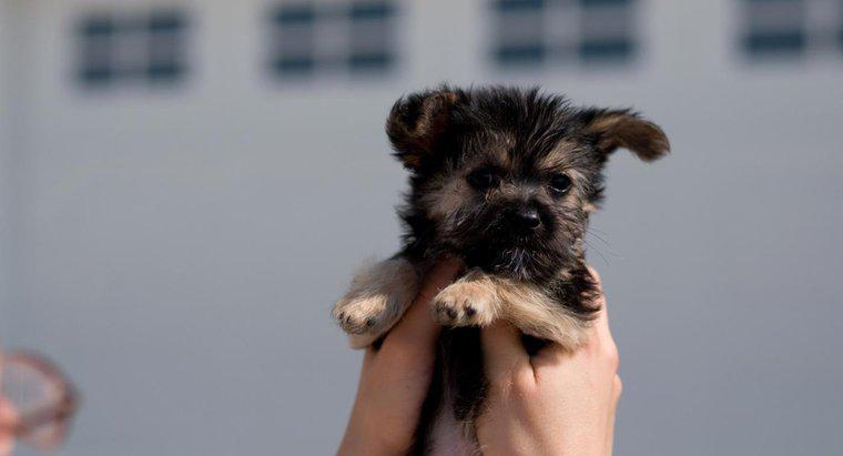 ¿Cómo encontrar un cachorro de rescate de mezcla maltés-yorkie para adoptar?