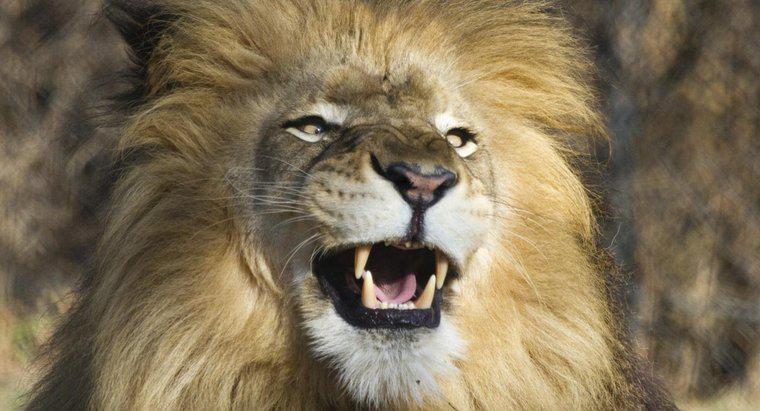 ¿Cómo se llaman los dientes de un león?