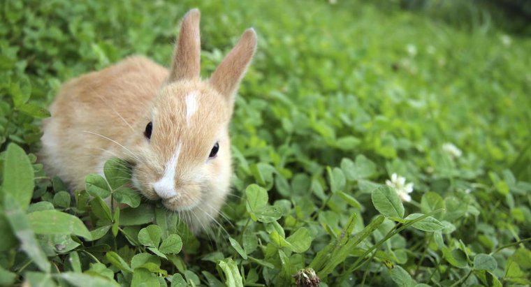 ¿Qué tipo de comida comen los conejos?