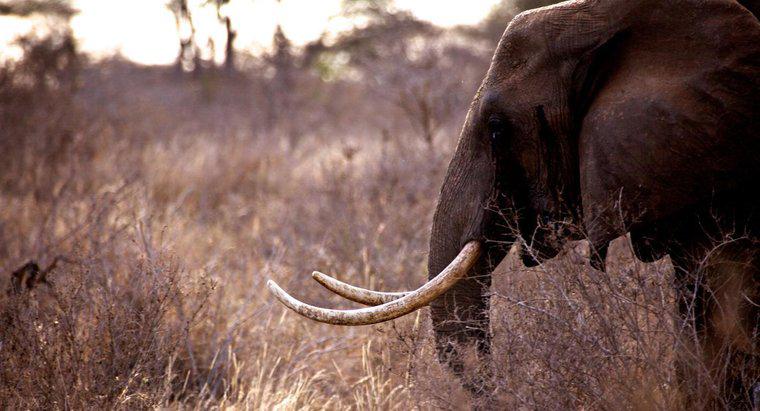 ¿Qué animales están siendo saqueados en África?