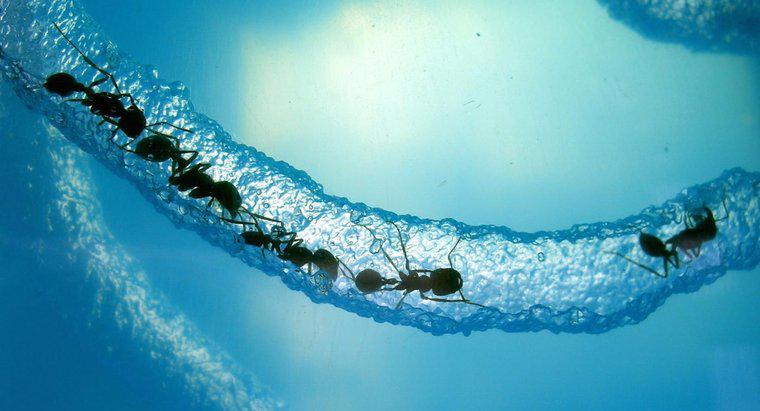 ¿Cuánto tiempo puede una hormiga sobrevivir bajo el agua?
