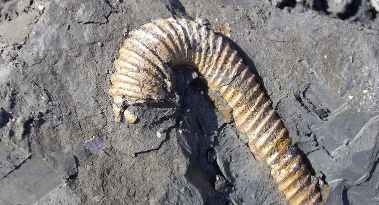¿Por qué los fósiles sólo se encuentran en rocas sedimentarias?