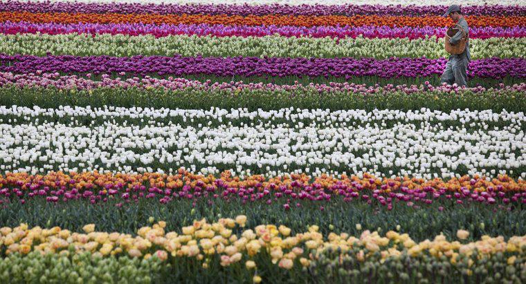 ¿Qué es la flor nacional de los Países Bajos?