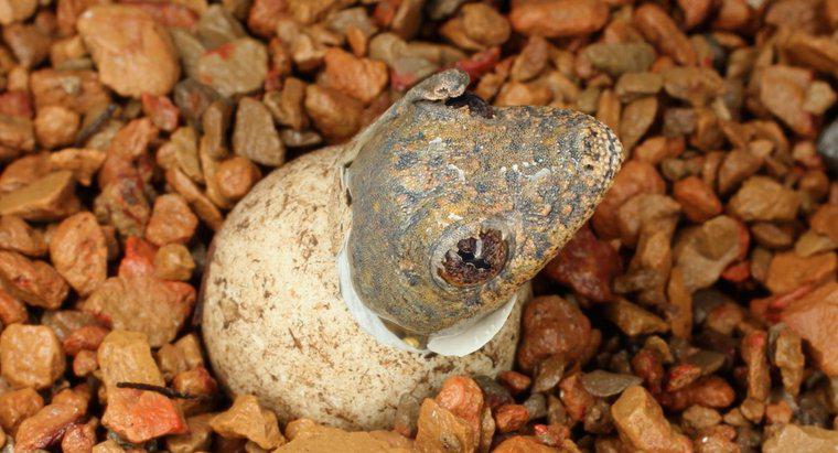 ¿Cuánto tiempo se tarda en incubar los huevos de lagarto?