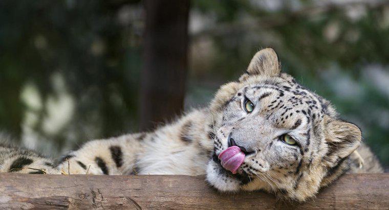 ¿Cuáles son los hechos divertidos de Snow Leopard para niños?
