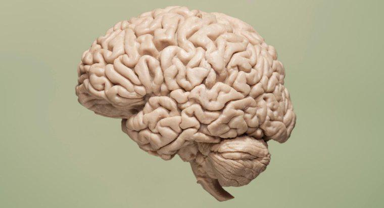 ¿Qué causa la falta de oxígeno en el cerebro?