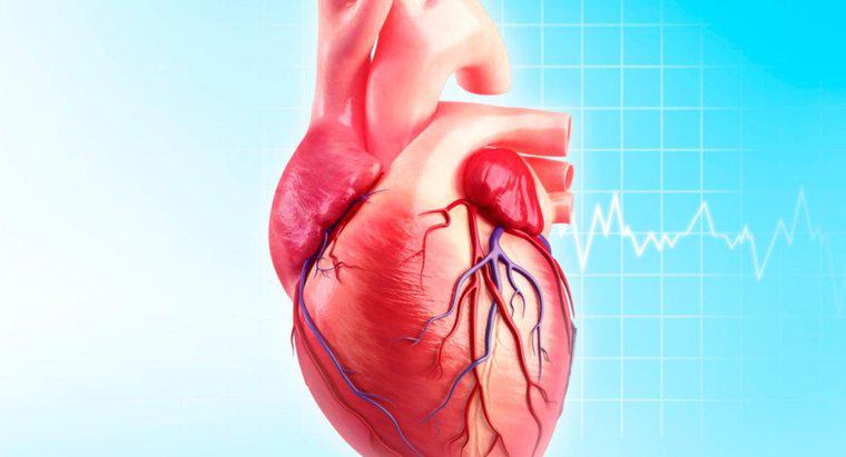 ¿Cuál es la función de la arteria circunfleja?