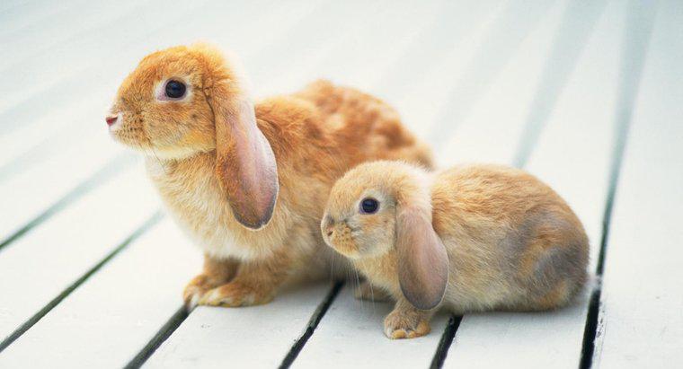¿Cuán grandes crecen los conejos Mini Lop?