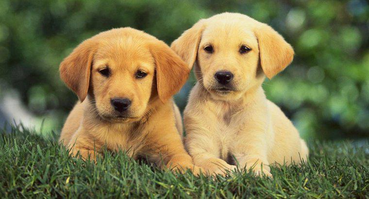 ¿Cambiarán las capas de Dark Golden Retriever Puppies con el tiempo?