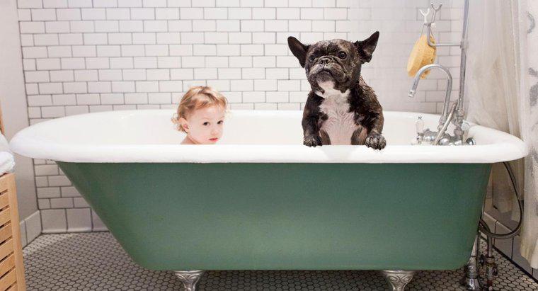 ¿Por qué los perros huelen incluso después de bañarse?